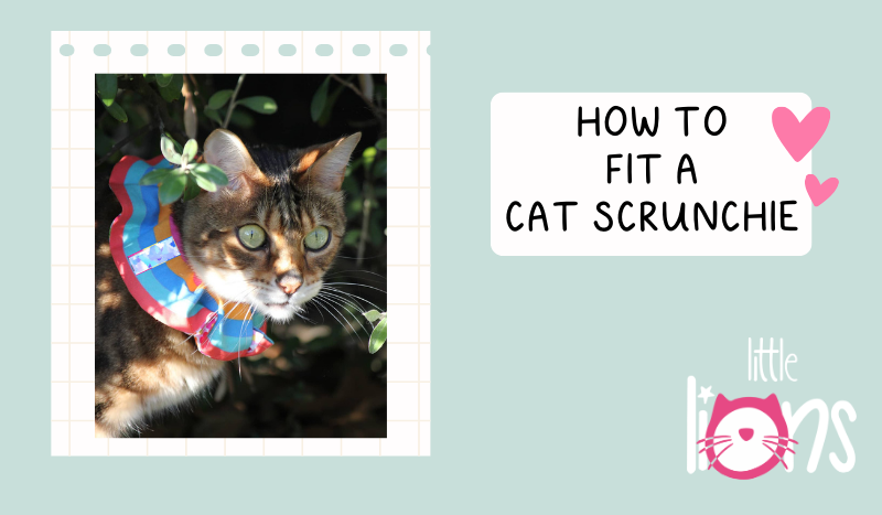 How to fit a Cat Scrunchie